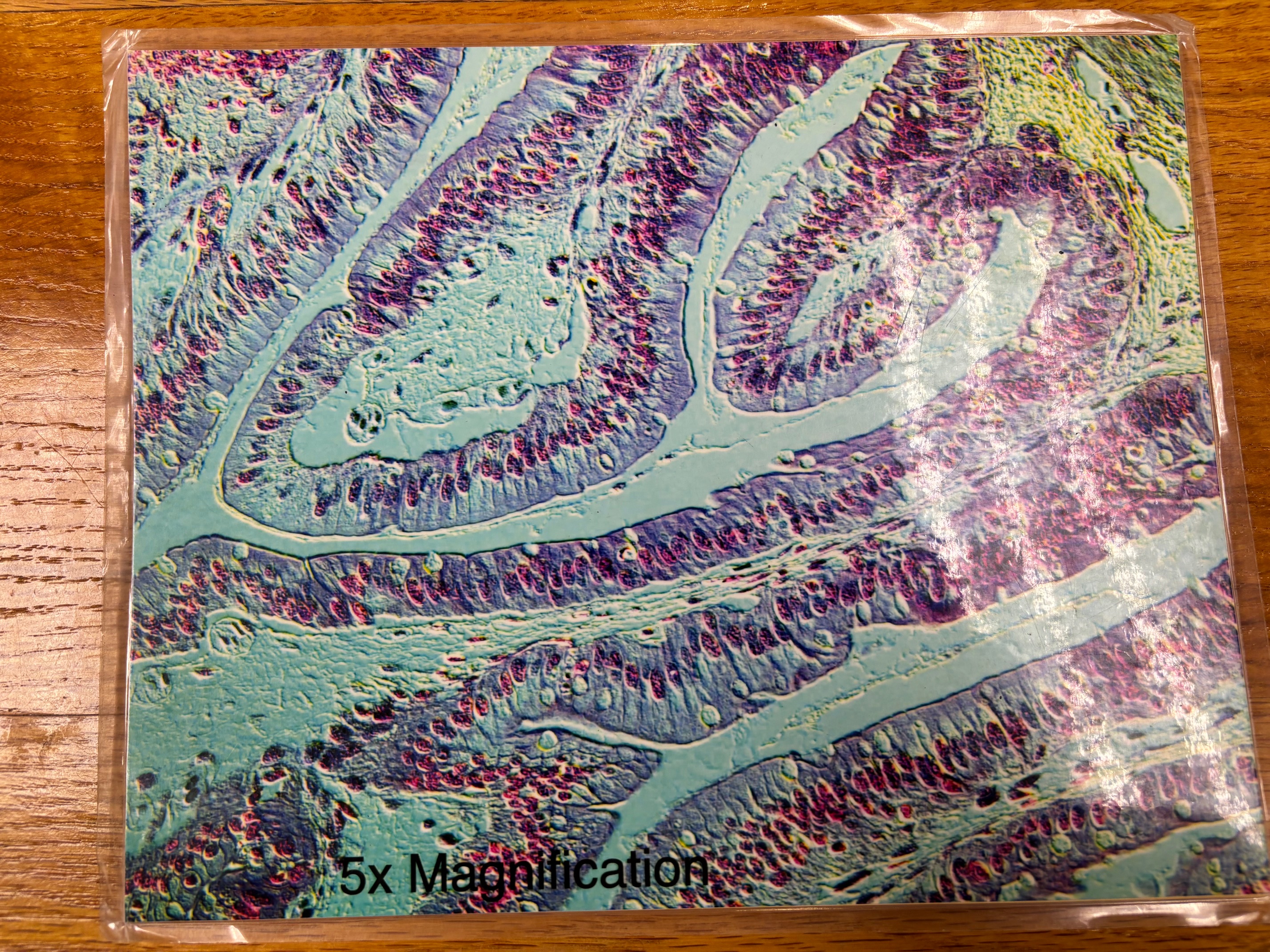 knowt flashcard image