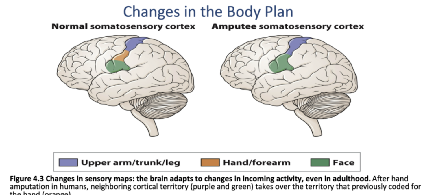 <p>Making use of available tissue in brain</p>