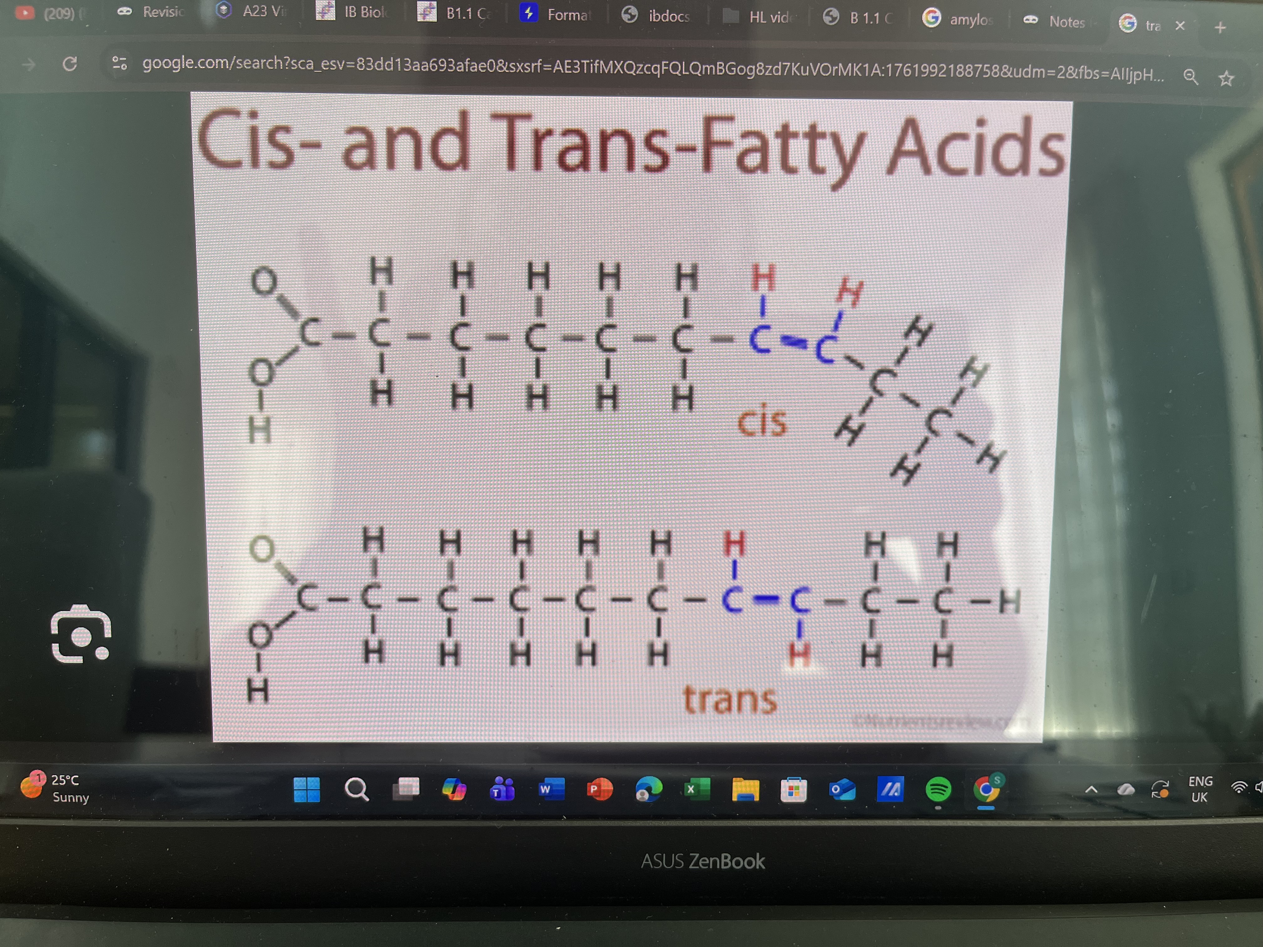 <p>Cis has both hydrogens on the same side→increases good cholesterol(healthy)</p><p>Trans has one hydrogen on top of one carbon and below the other carbon→increases bad cholesterol(unhealthy)</p>