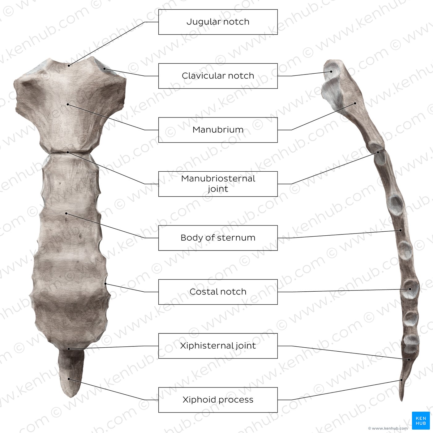 <ul><li><p><strong>flat bone </strong>in the center of the chest that connects to the ribs </p></li><li><p>protects internal organs </p></li></ul><p></p>