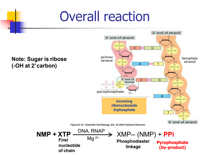 <p>What is the overall reaction for transcription? (slide 11)</p>