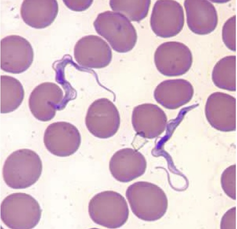 <p>Identify: Protozoa</p>