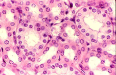 <ul><li><p>single layer of cube like cells</p></li><li><p>small glands and their ducts </p></li><li><p>kidney tubules, covers the ovaries, salivary glands </p></li></ul><p></p>