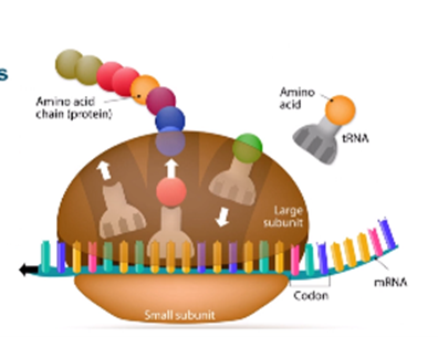 <p>Genes are segments of DNA that serve as blueprints for specific proteins. Protein synthesis involves transcription (copying the gene from DNA to RNA) and translation (formation of proteins from the mRNA code).</p>