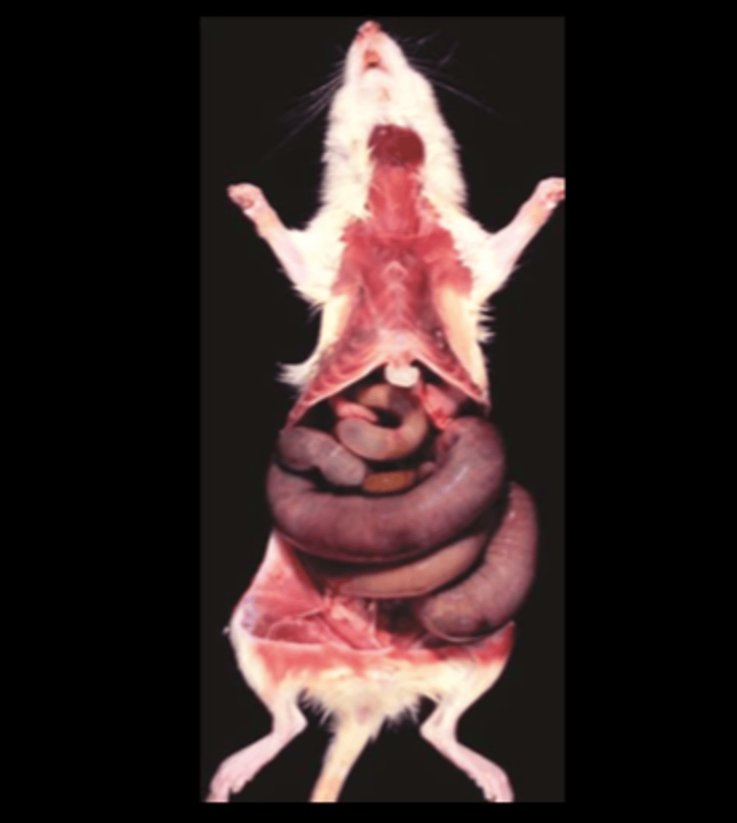 knowt flashcard image