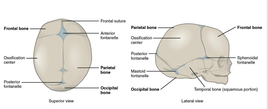 <ul><li><p>Soft spots consists of membranous gaps between incompletely formed bones</p></li><li><p>May not fully closed until child is 18 months old</p></li><li><p>6 presents at birth</p><ol><li><p>Anterior fontanel (1)</p></li><li><p>Posterior fontanel (1)</p></li><li><p>sphenoidal (anterolateral) fontanels (2)</p></li><li><p>mastoid (posteriolateral) fontanels (2)</p></li></ol></li></ul><p></p>