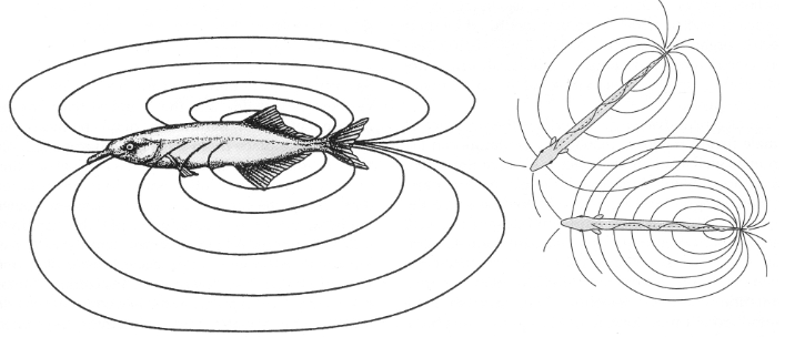 <p>Navigation using electric fields via emitting pulses of electric discharge and sense the resulting field with their electroreceptors. Allows for navigation in total darkness. There are some disruptions in the field such as rocks which alter the distribution of the field over the fish’s body surface. <br><br>Can be used for social communication. </p>