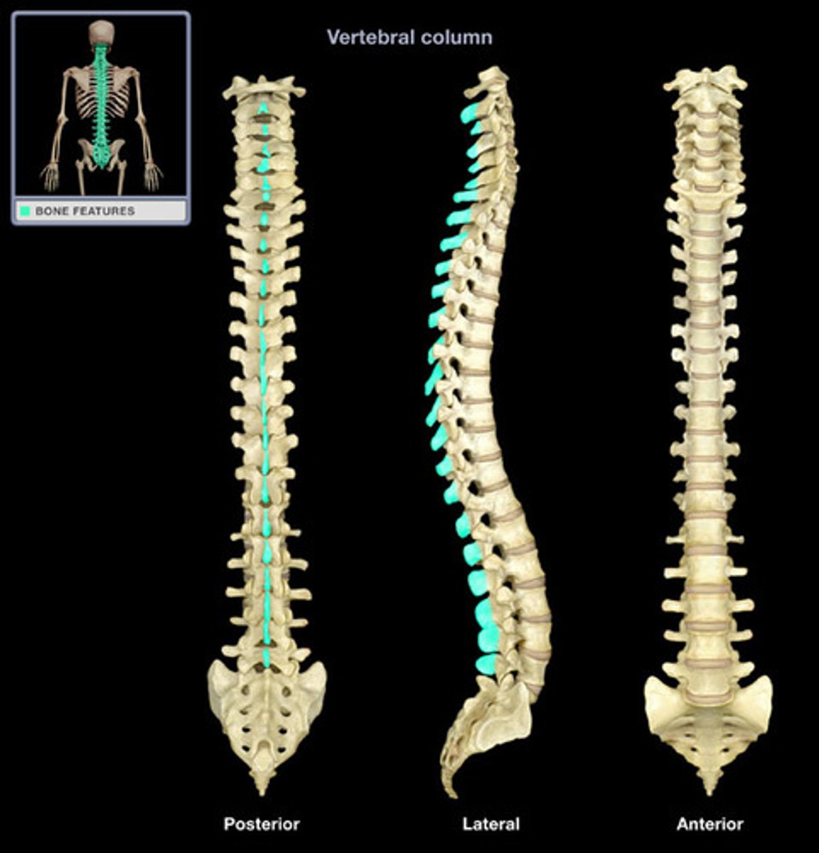 <p>(part of vertebrae)</p>