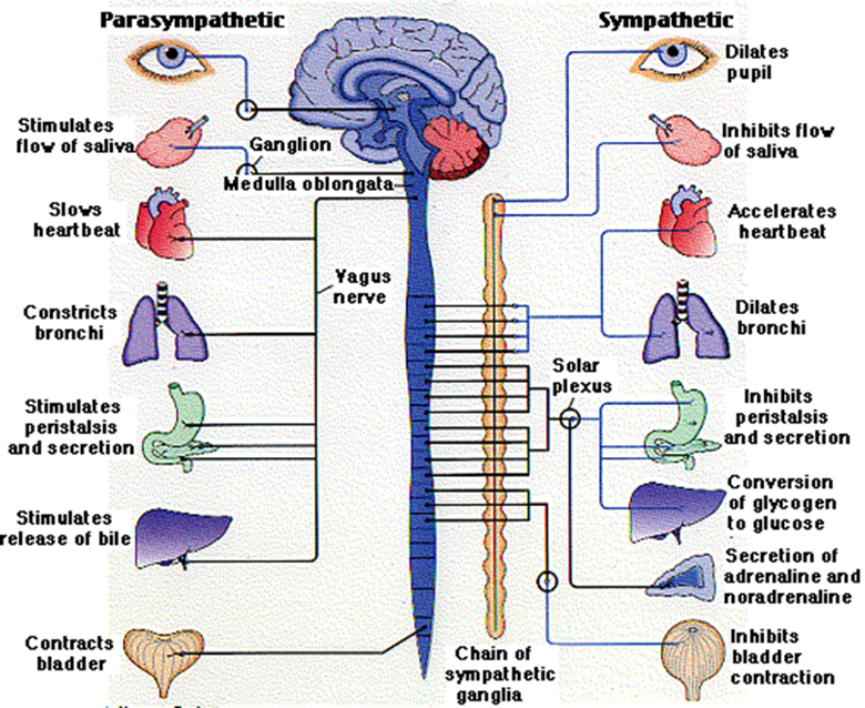 <p><span>autonomic nerves that prepare your internal system for emergency action</span></p>