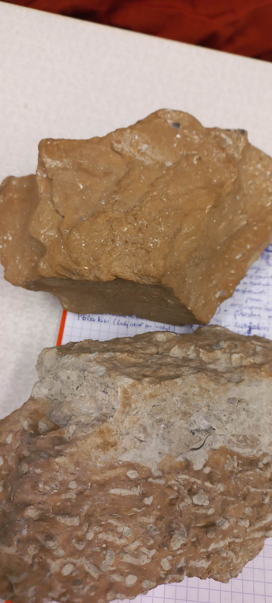 knowt flashcard image