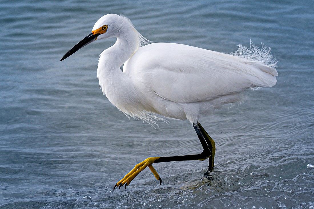 <p>Medium white with black bill and legs, and yellow feet.</p>