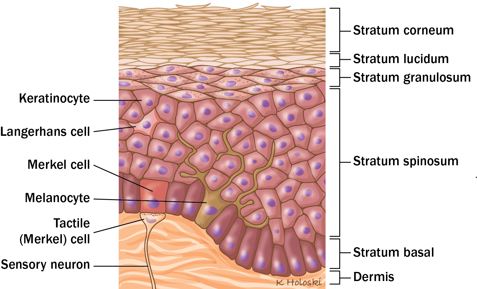 <ul><li><p>Epidermis: stratified squamous epithelium</p></li><li><p>Dermis: connective tissue</p></li></ul><p></p>