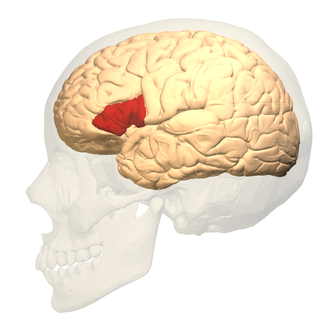<p>a region in the left hemisphere that is essential for language production</p>