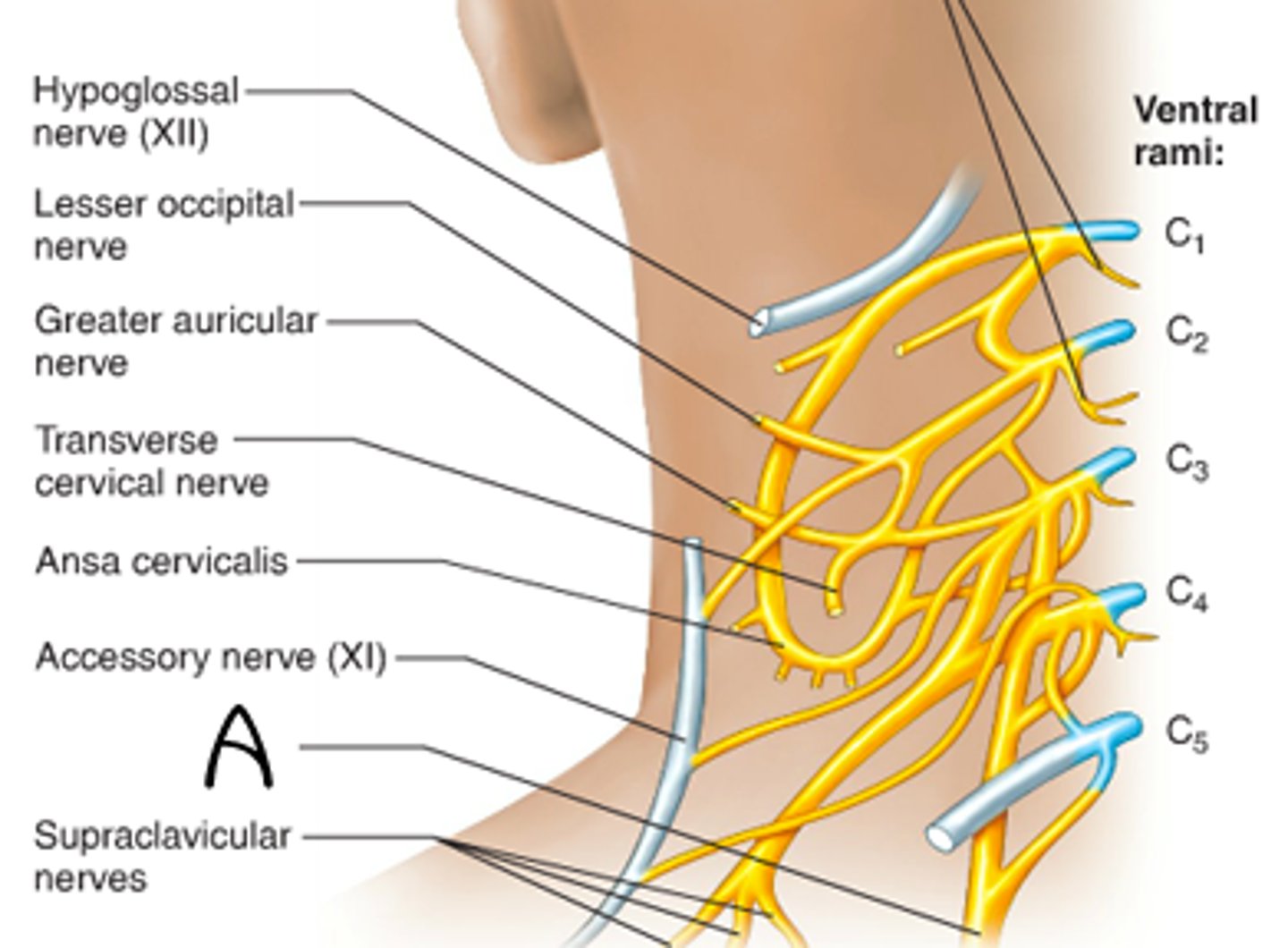 <p>C1-C5<br>supplies neck and phrenic nerve to the diaphragm</p>