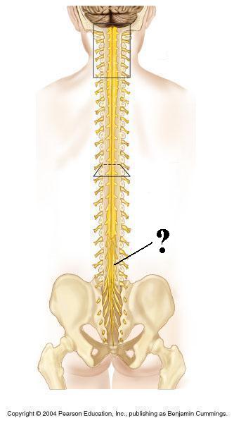 <p><span><span>Identify the indicated structure</span></span></p>