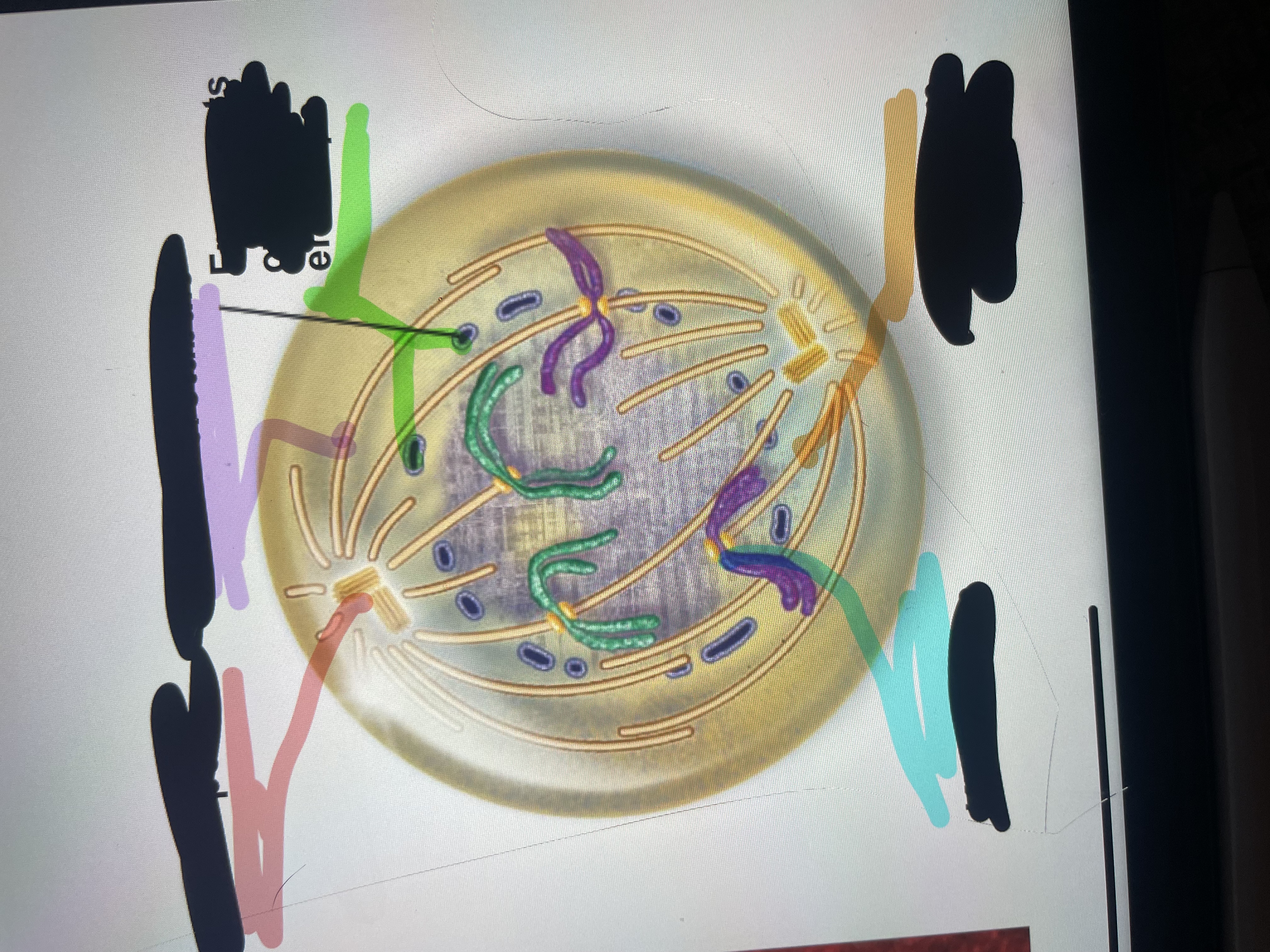 <p>What is located at the purple line? </p>