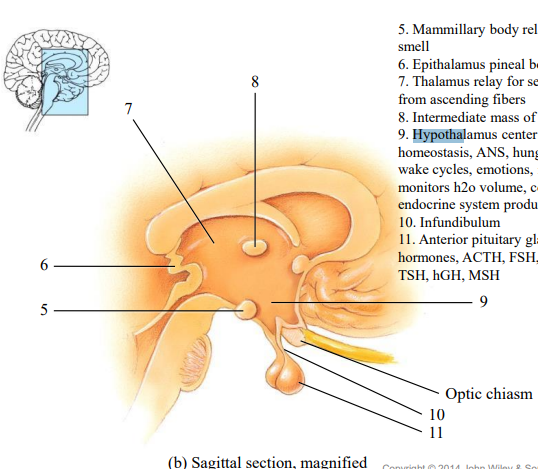 <p>(5) Mammary bodies function </p>