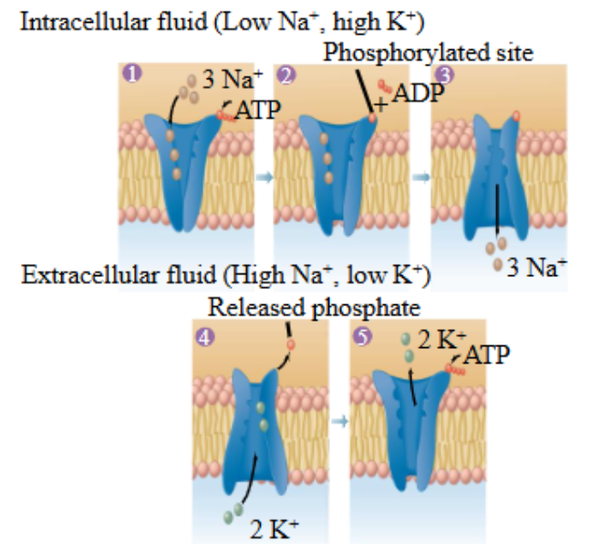 <ul><li><p>3 Na⁺ bind to the Na⁺/K⁺ pump. </p></li><li><p>ATP binds to the pump causing conformation change in the protein, leaving a phosphate group attached to the protein and ADP. </p></li><li><p>The energy that comes from hydrolysis results in a change of conformation of the change Na⁺/K⁺ pump.</p></li><li><p>The phosphate group leaves, resulting in conformation change, taking in 2 K⁺. </p></li></ul><p></p>