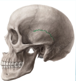 <p>name the <span style="font-family: sans-serif">suture in green</span></p>
