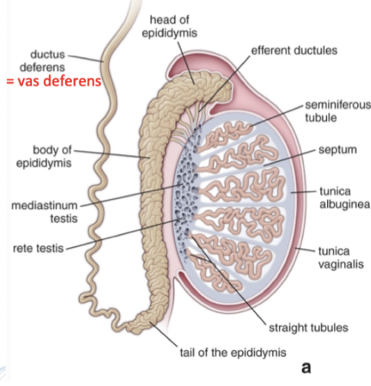 <p>Tubuli semineferi (testis) → efferenta dukter → epididymis huvud → epididymis svans → vas deferens → ductus ejaculatorius → urethra.  </p>