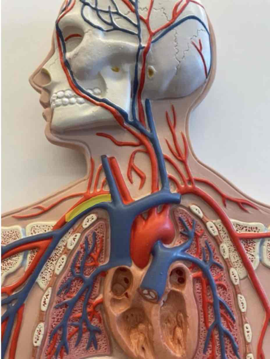 <p>What is the highlighted area</p>