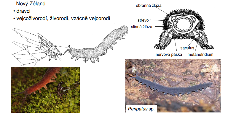 <p>• cca 160 druhů</p><p>• terestričtí, půdní - v prostředí s vysokou vlhkostí vzduchu a stálou teplotou</p><p>• rozšíření: Střední a Jižní Amerika, rovníková a jižní Afrika, jihovýchodní Asie, Austrálie, Nový Zéland</p><p>• dravci</p><p>• vejcoživorodí, živorodí, vzácně vejcorodí</p>