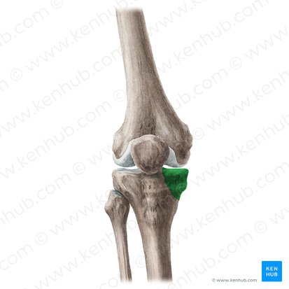 <p>Insertion: semimembranosus (posterior part)</p>