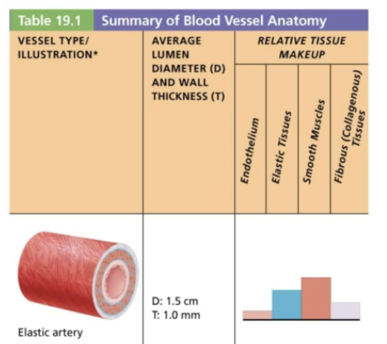 <ul><li><p><span style="color: blue;"><strong>STRUCTURE</strong></span></p><ul><li><p><span style="color: purple;"><strong>Thick-walled</strong></span> with <span style="color: purple;"><strong>large LOW RESISTANCE lumen</strong></span></p></li><li><p><span style="color: purple;"><strong>Elastin</strong></span> found in all three tunics, <em>mostly tunica media </em></p></li><li><p>Contain substantial <span style="color: purple;"><strong>smooth muscle</strong></span></p><ul><li><p>But <strong><mark data-color="red" style="background-color: red; color: inherit;">INACTIVE in vasoconstriction </mark></strong></p></li></ul></li></ul></li><li><p><span style="color: red;"><strong>FUNCTION</strong></span></p><ul><li><p>Acts as pressure reservoirs that expand and recoil as blood is ejected from heart </p></li><li><p>Allows for continuous blood flow downstream even between heartbeats</p></li><li><p>Also called <strong><em><u>conducting arteries</u></em></strong> because they conduct blood from heart to medium sized vessels</p></li></ul></li><li><p><span style="color: green;"><strong>EXAMPLE</strong></span><span style="color: red;"><strong> </strong></span></p><ul><li><p><span style="color: green;">Aorta</span> <span style="color: green;">and its major branches</span></p></li></ul></li></ul><p></p>