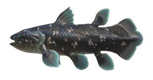 Latimeria (Coelacanth)