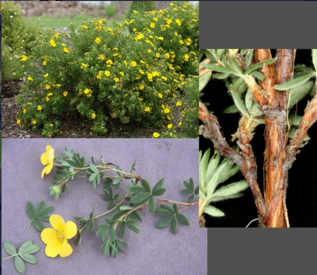 <p>- Leaves compound, 5-7 leaflets, margin entire</p><p>- Flowers yellow</p><p>- Shreddy bark</p><p>- More recent authors refer to this species as Pentaphylloides floribunda</p>