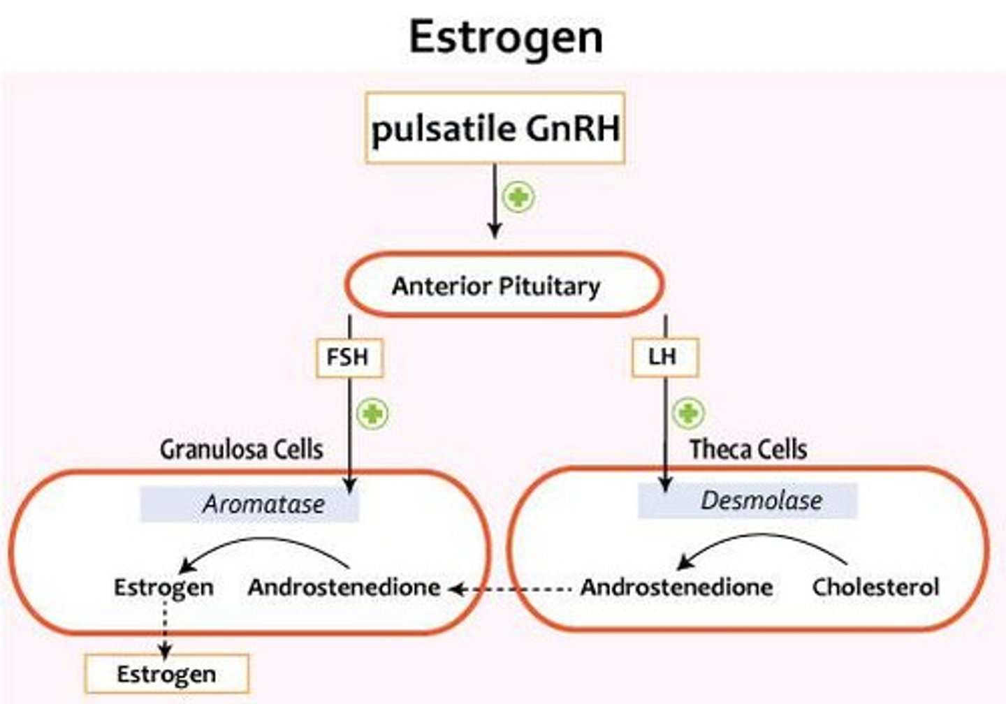 <p>GnRH secreted from hypothalamus in a pulsatile manner stimulates release of follicle stimulating hormone (FSH) and pulsatile luteinising hormone (LH).</p>