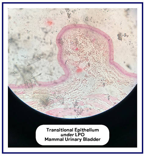 <p>Transitional Epithelium Found in Mammal urinary bladder</p>