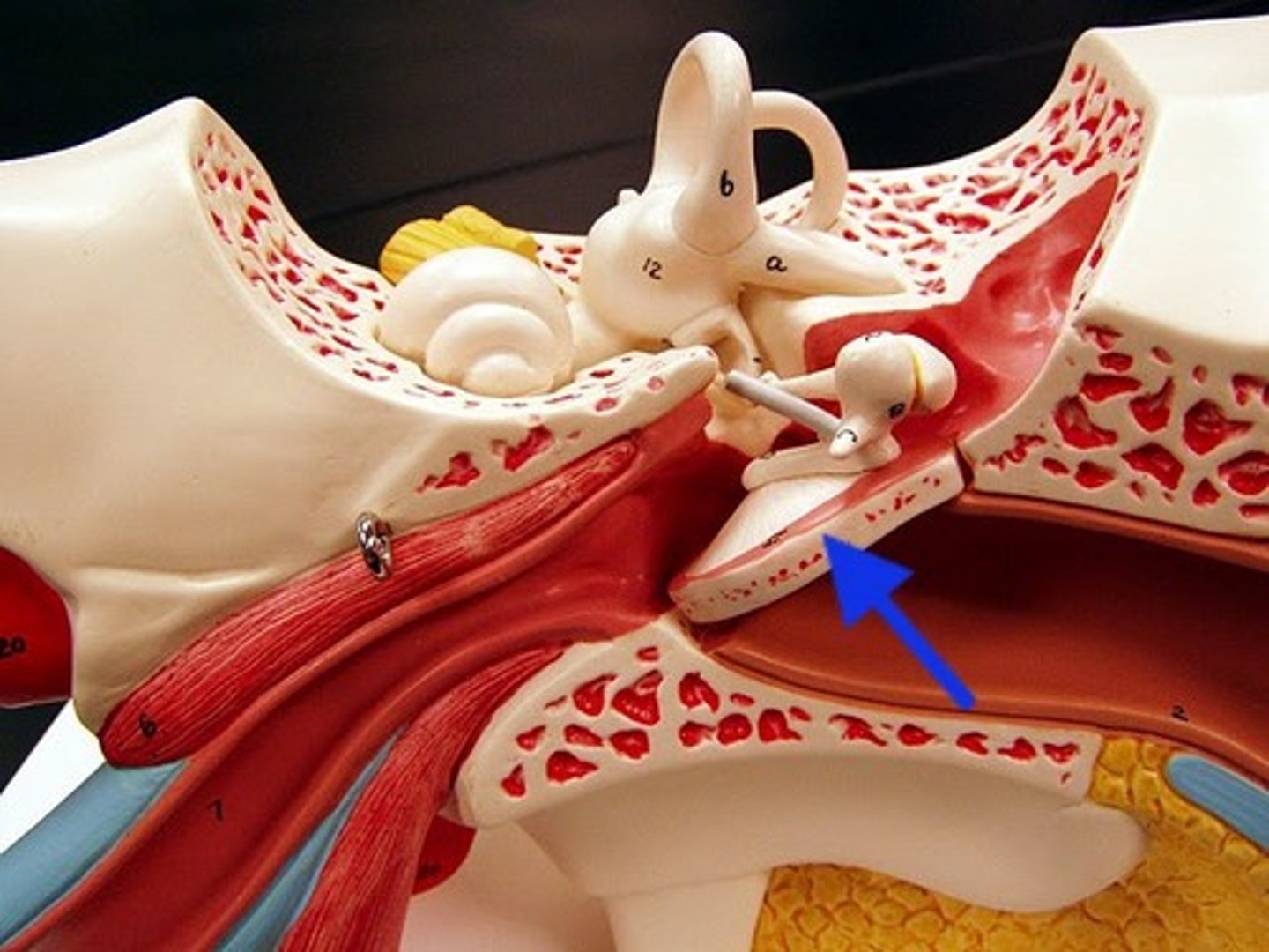 <p>blue arrow</p><p>-removable</p><p>"ear drum"</p>