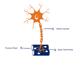 <p>Connect CNS to effectors (muscles and glands)</p><p>Short dendrites and long axons</p>