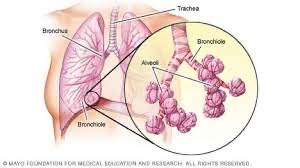 formed from branching of the bronchus; has no cartilaginous rings in terminal branches