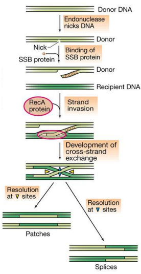 <p>→ + comum </p><p>→ envolve troca recíproca entre um par de sequências homólogas de DNA, de origens diferentes. </p><p>→ em qualquer parte do genoma </p><p>→ resulta de um corte na cadeia de DNA por ação de uma endonuclease e posterior ligação, conduzindo aos “crossing-overs” </p><p>→ envolve a ação da proteína RecA</p>