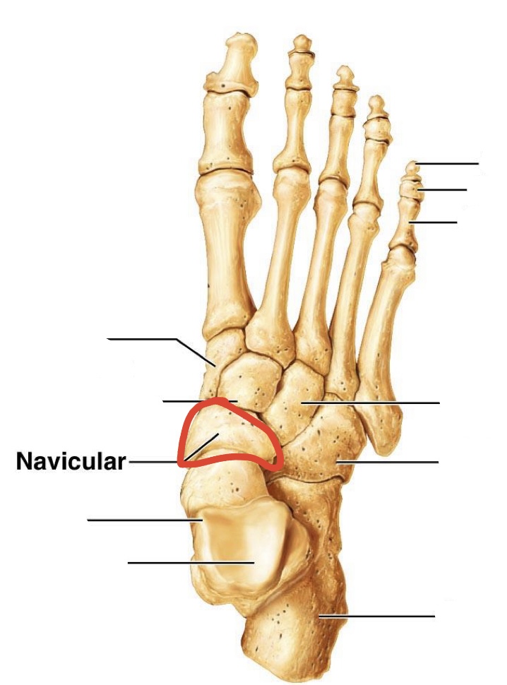 <p><span><span>Navicular</span></span></p>