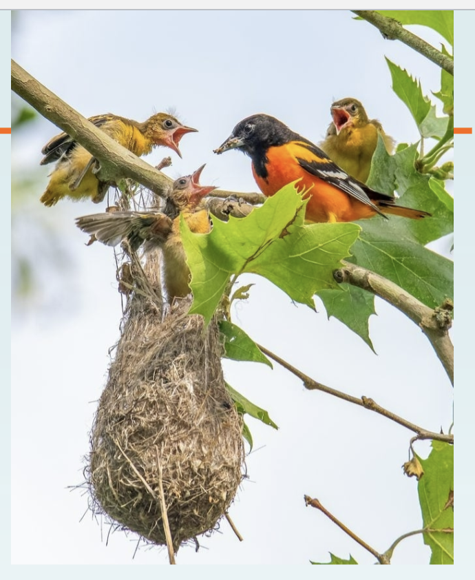 <p>Entered from the top, woven grass and hairs, built in tall deciduous trees; eg. baltimore oriole. </p>
