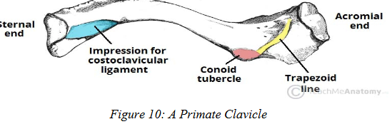 <p>Present/absent based on how a mammal uses its anterior limbs.</p><ul><li><p><strong>Large clavicles</strong> → moles (digging), bats (flying).</p></li><li><p><strong>Reduced clavicle</strong> → cats (pectoral muscles form a muscular sling instead).</p></li><li><p><strong>Lost clavicle</strong> → ungulates (horses, cows) &amp; cetaceans (whales, dolphins).</p></li></ul><p></p>