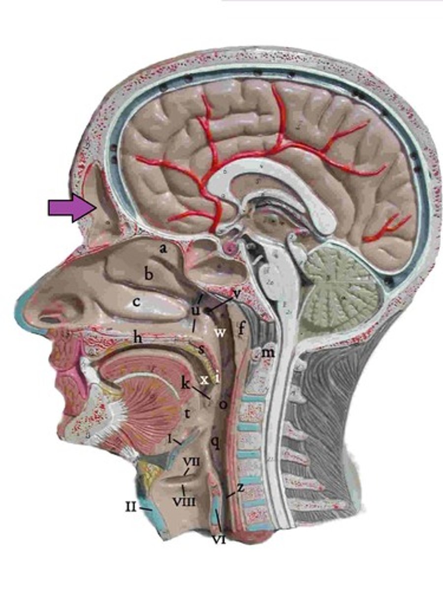 <p>ID bony features</p>