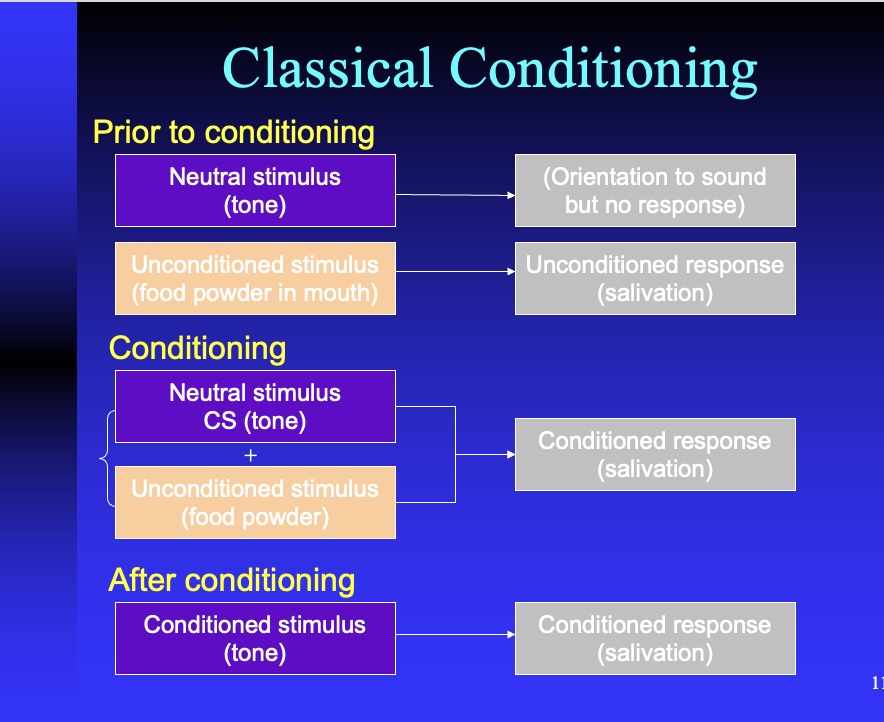<ol><li><p>prior to conditioning: </p><ul><li><p>tone or bell rang and dog didn’t salivate, just looked (neutral)</p></li><li><p>food presented after bell rung, causing salivation (unconditioned stimulus) </p></li></ul></li><li><p>conditioning</p><ul><li><p>pavlov rings bell/tone, brings out food, dog smells and salivates, and allowed to eat</p></li><li><p>done for breakfast, lunch, and dinner repeated throughout week (association)</p></li><li><p>if tone/bell rings w/o food, conditioned response of salivation appears even though there’s no food presented</p></li></ul></li><li><p>after conditioning</p><ul><li><p>the <strong>bell/tone </strong>becomes a <strong>conditioned stimulus </strong>and the <strong>conditioned response </strong>of <strong>salivation</strong> is activated even with no food presented</p></li></ul><p></p></li></ol><p></p>