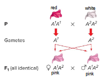 <p>Alleles are represented by upper case letters, and different alleles are defined by different superscripts.</p>
