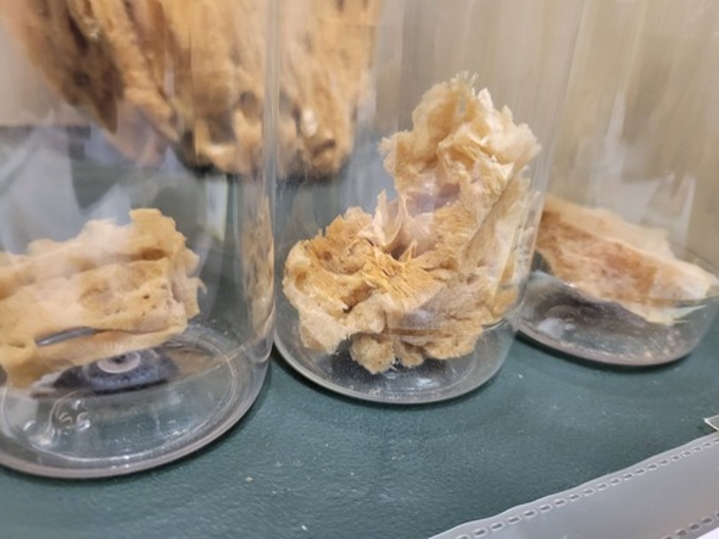 <p>Identify Taxonomy</p>