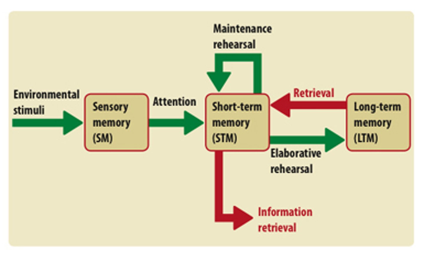 <p>transferring something to long-term memory by thinking about its meaning, as opposed to simply repeating it over and over</p>
