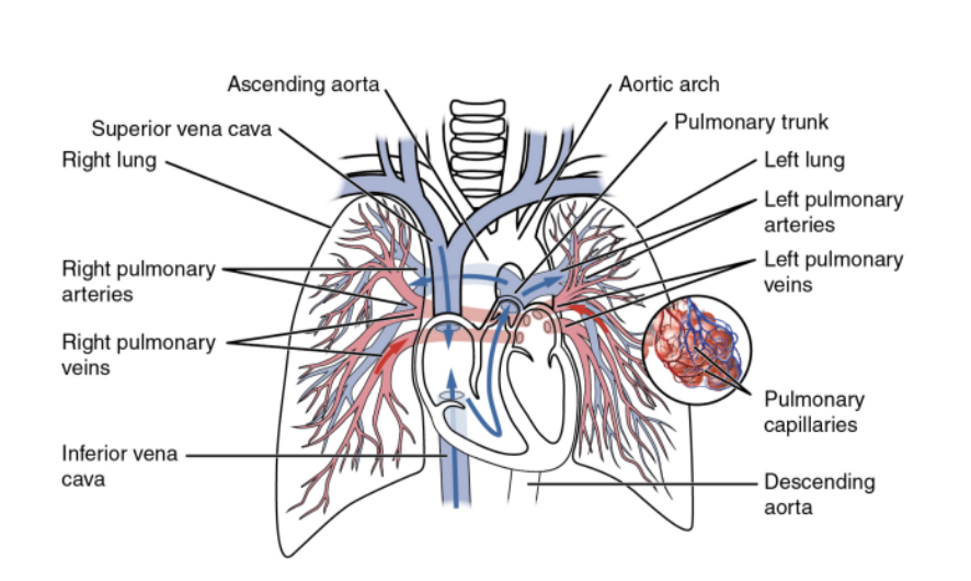 <p>The movement of blood from the heart to the lungs for oxygenation, then back to the heart again — steps —</p><ul><li><p>Blood enters the right atrium of the heart through the superior &amp; inferior vena cavae</p></li><li><p>The right atrium contracts, thus pushing the blood through the tricuspid valve into the right ventricle</p></li><li><p>The right ventricle contracts, pushing the blood through the pulmonary valve &amp; into the pulmonary artery</p></li><li><p>The pulmonary artery carries the deoxygenated blood to the lungs</p></li><li><p>Where it picks up O2 &amp; releases CO2 via gas exchange</p></li><li><p>The oxygenated blood then travels back to the heart through the pulmonary veins to enter the left atrium</p></li><li><p>The left atrium contracts, pushing blood through the mitral valve &amp; into the left ventricle </p></li><li><p>Left ventricle contracts, pushing oxygenated blood through aortic valve &amp; into aorta</p></li><li><p>Aorta distributed oxygenated blood to remainder of body, delivering O2 &amp; nutrients to the organs &amp; tissues</p></li></ul>