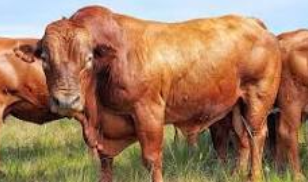 <p>Beef breed</p>