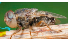 <ul><li><p>nasal bot of sheep (Oestrus Ovis) </p></li><li><p>morphology grey fly, black spotted abdomen, short brown hair</p></li><li><p>repro: VIVIPAROUS </p></li><li><p>predilection site: nostrils, masture nasal sinuses </p></li><li><p>migration: frontal sinus as L3</p></li><li><p>feeding: larvae attach to mucosa</p></li><li><p>CS: nasal discharge, sneezing, rubbing nose, neuro signs “false gid” </p></li><li><p>pathology: Pasterurella, immunosuppression, pneumonia, fly worry, panic, lowered feed conversion. </p></li><li><p>zoonotic </p></li></ul>