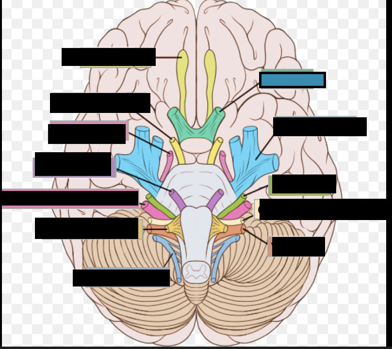 <p>II. Nerve for vision, assists in visual tracking of breast/nipple</p>