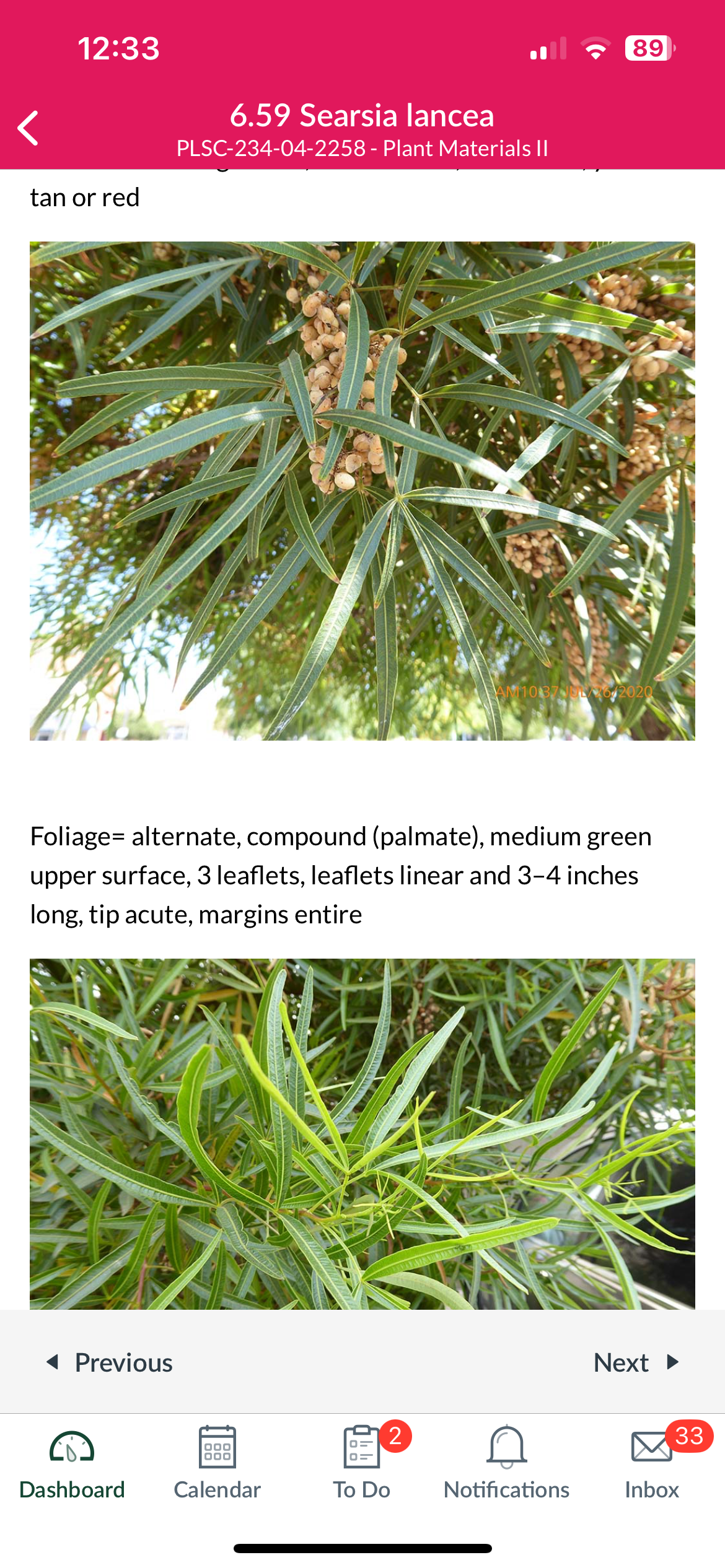 <p>Searsia lancea </p>