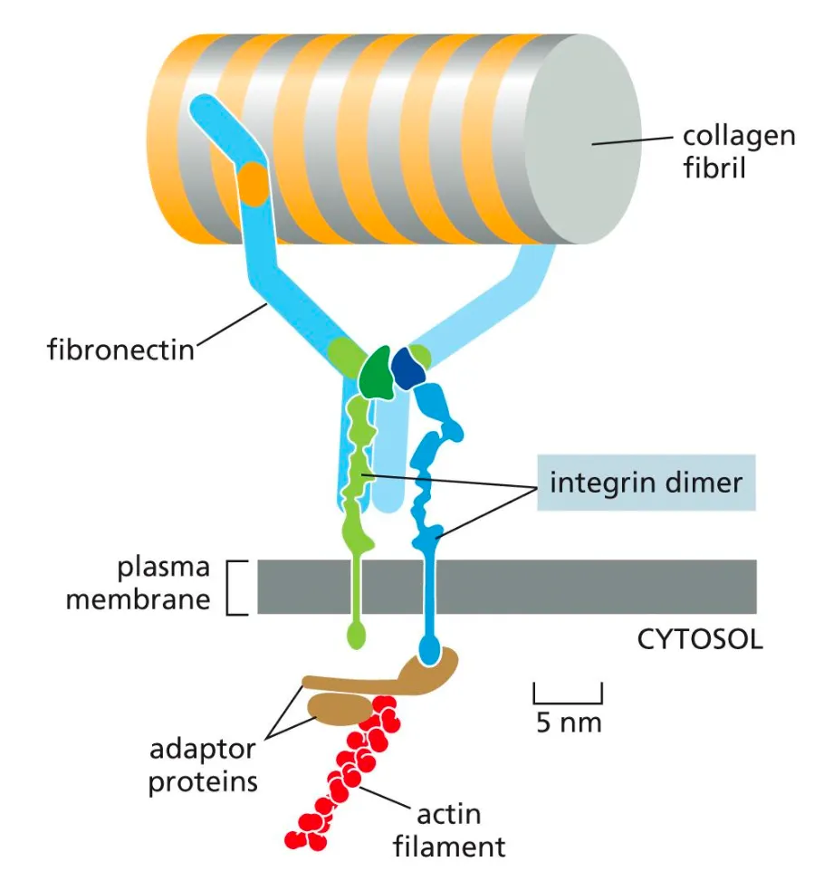 <p><span><span>Integrins come together as dimers and they bind to the collagen fibers through fibronectins. And this way integrins can bind various adaptor proteins that can connect to the cytosplasm.</span></span></p><p><strong><em>Integrins allow cells to grasp on and move through the extracellular matrix</em></strong></p><ul><li><p>Many integrins assembling together and allow cells to hold on to them and move around the matrix.</p></li><li><p>Integrins are in an inactive state and become activated via two states.</p></li></ul><p></p>